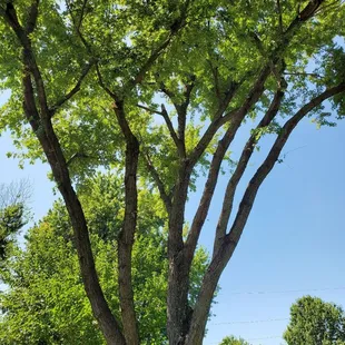 a large tree in a park