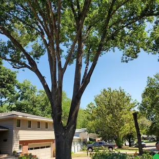 a man trimming a tree