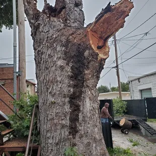 a tree that has been cut down