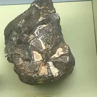 Beautiful fossil
