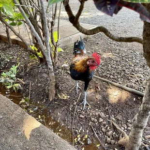 Resident guest