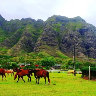 120 horses and 500 heads of cattle on our working ranch