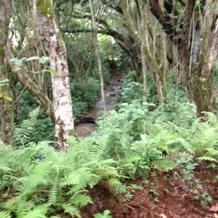 The river scenes from LOST