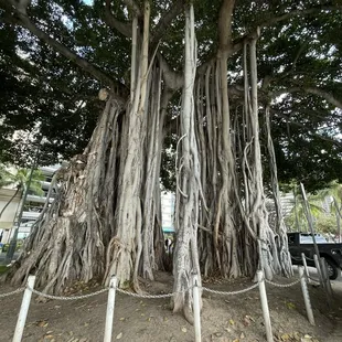 Waikiki bird tree