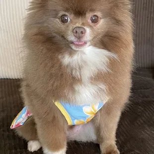 Blue Hawaiian dog dress