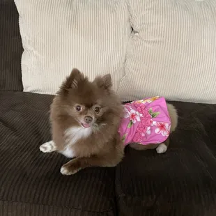 Pink Hawaiian dog dress