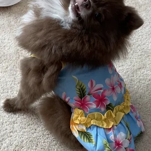 Blue Hawaiian dog dress