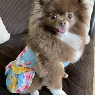 Blue Hawaiian dog dress
