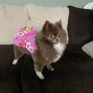Pink dog dress