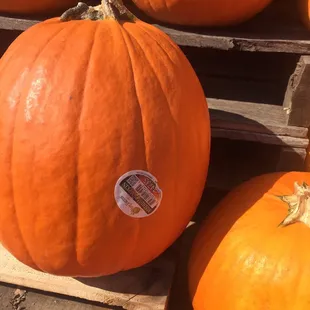 They ship their pumpkins in