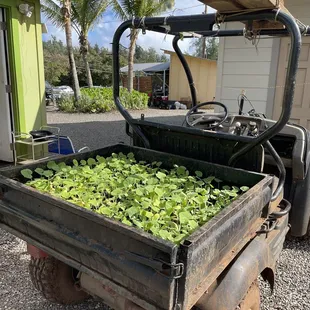 a tractor with a trailer full of lettuce