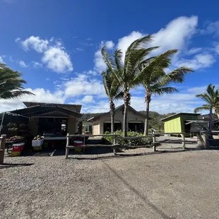 a view of a farm with palm trees