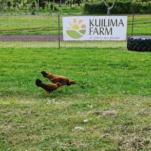 Chickens :)