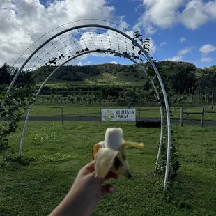 Ice cream banana