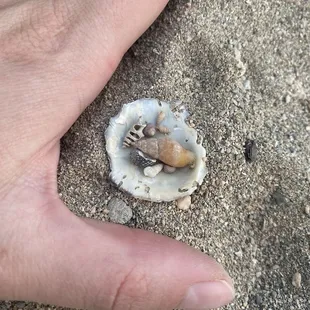 Tiny seashells