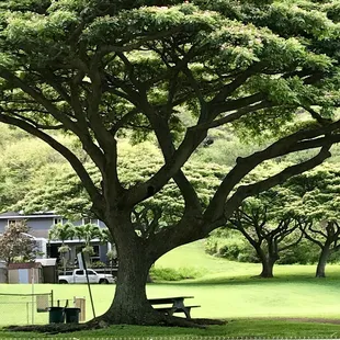 Shaded picnic table