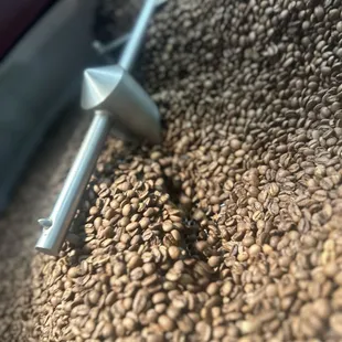 the coffee beans