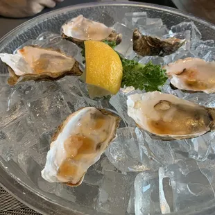 Oysters
