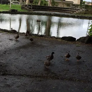 Ducks