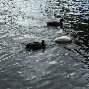 More ducks