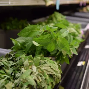a row of fresh herbs