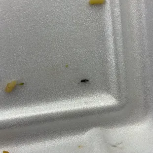 Bug in rice..