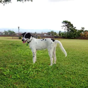 Very clean. Dog owners, let's keep it that way...
