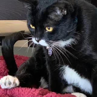 Kitty C.
