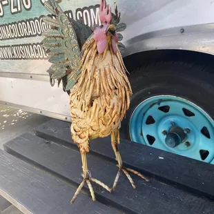 a chicken standing on a bench