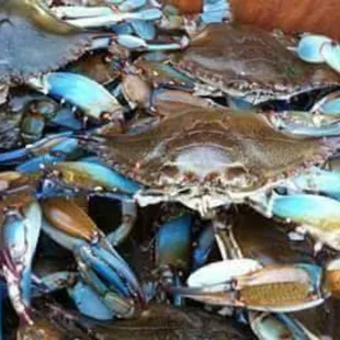 Beautiful LIVE CRABS