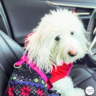 Shall we go, I'm all ready now!