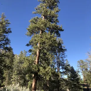 Kyle Canyon Picnic/campground