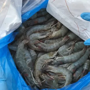White Gulf Shrimp shipped FedEx. NO SMELL!!! Fresh!