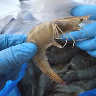 White Gulf Shrimp-Head On.