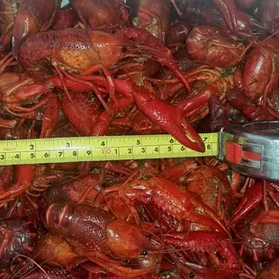 Cooler full of crawfish