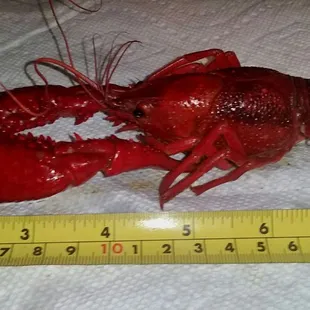 Crawfish
