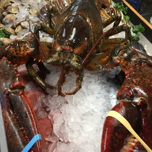 10 lb lobster