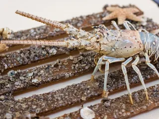 Fisherman's Dock - St. Augustine