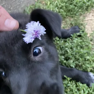 a black puppy with a flower in its mouth