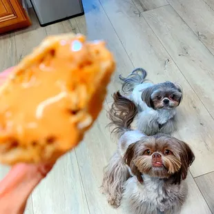 a person holding a piece of doughnut with two small dogs in the background