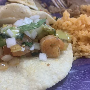 Worlds smallest "shrimp"