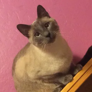 Irma C.