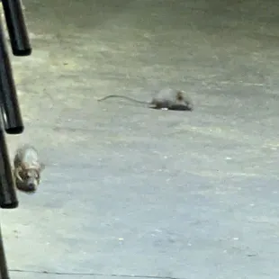 Rats running rampant behind L&amp;L Hawaiian BBQ, scared the hell out of me