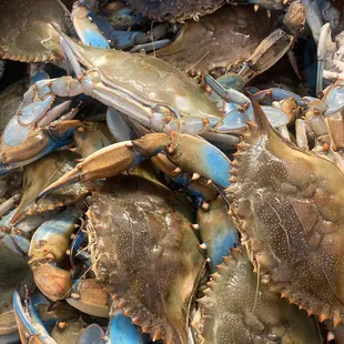 a pile of blue crabs