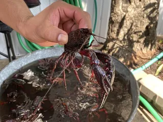 Crawfish Nick Seafood