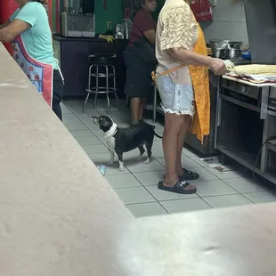 A dog in kitchen
