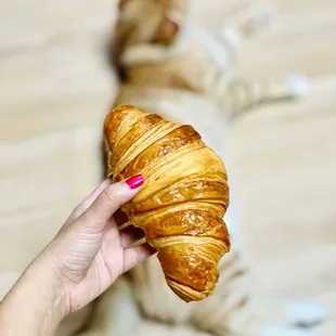 Croissant x Latte!! Kitty-croissant!