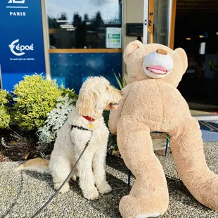 Baci x the bear at the bakery!