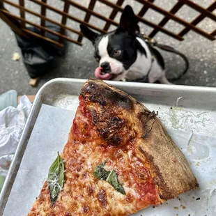 Boston terrier approved