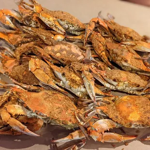 Blue crabs large male